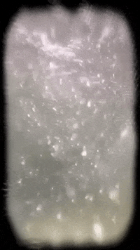 dadawestern water bubbles underwater dada western GIF