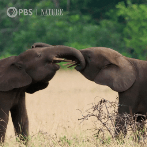Wildlife gif. Two baby elephants playfully entwine their trunks as they stand in a grassy field.