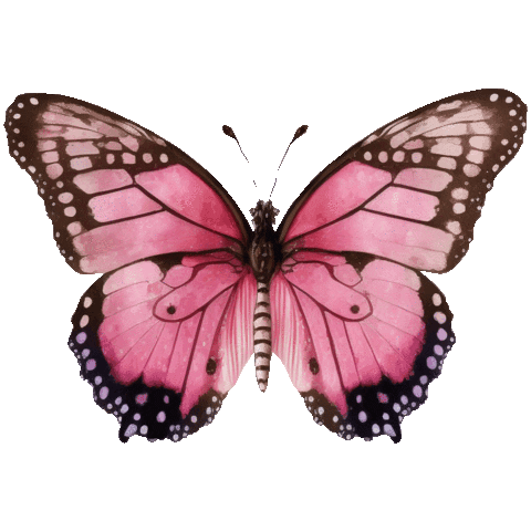 Butterflies Pink Butterfly Sticker