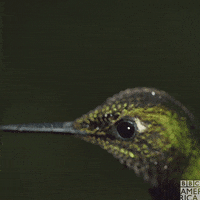 Bbc Earth Lifestory GIF by BBC America