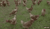 TeamShameless party youtube chicken free GIF