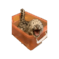 Yell Snow Leopard Sticker by John Ball Zoo