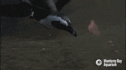 african penguin bird GIF by Monterey Bay Aquarium