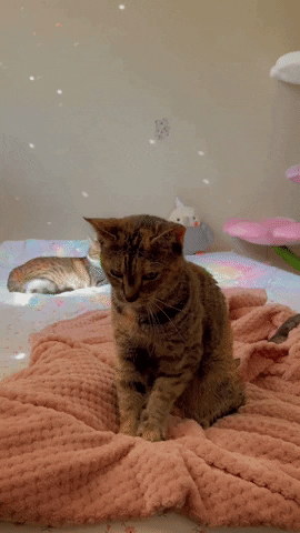 fourrescuefloofs cat cute cat biscuits kneading GIF