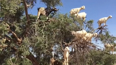 tree GIF