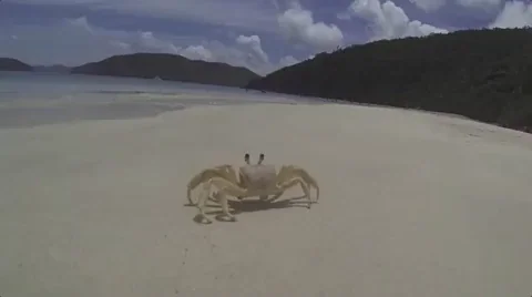 funny krab gif