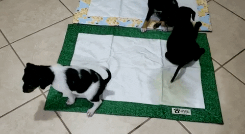 GIF by Hari & George Pets