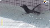 african penguin GIF by The Dodo