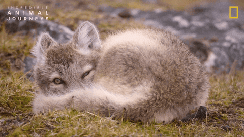 National Geographic GIF by Nat Geo Wild