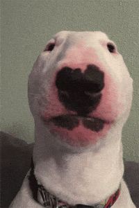 Bull Terrier What GIF