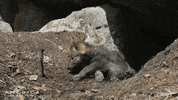 Fall America GIF by Nat Geo Wild