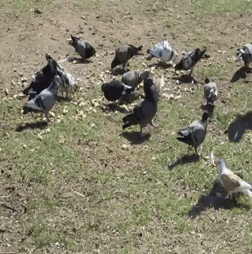 RRR44 giphyupload corona 2020 pigeon trip pigeon feed GIF
