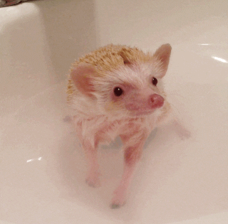 hedgehog GIF