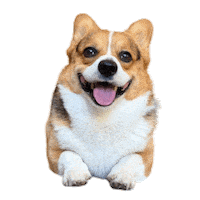 Corgi Polish Sticker