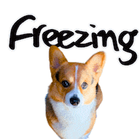 Corgi Freezing Sticker