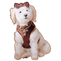 Cute Dog Sticker