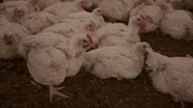 oikeuttaelaimille chicken chick finland suomi GIF