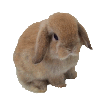 rabbit STICKER by imoji