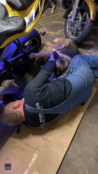 Playful German Shepherd Tries to 'Help' Man Work on Motorcycle