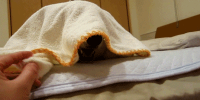 dog blankets GIF by Cheezburger