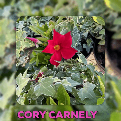 corycarnley giphygifmaker GIF
