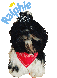 Prince Dog Sticker