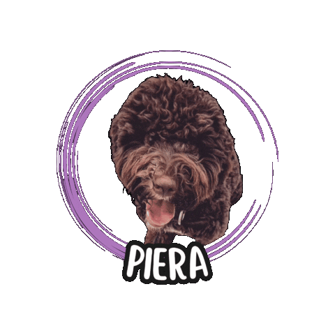 Lagotto Romagnolo Sticker by Asilo per cani Dog'sMind