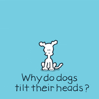 dogs you are cute GIF by Chippy the Dog