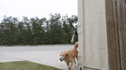 Karate Jumping GIF by Johnny Slicks