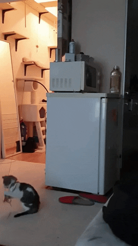 cuteanimalland giphyupload GIF