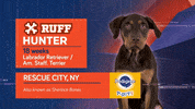Animal Planet GIF by Puppy Bowl