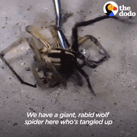 Giant Spider GIF by The Dodo