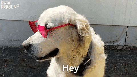 Hallo Rote Rosen GIF by Studio Hamburg Serienwerft GmbH