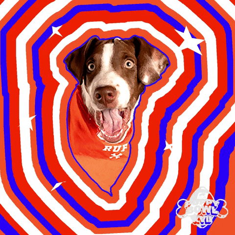 Surprise Reaction GIF by Puppy Bowl
