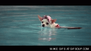 chihuahua swimming GIF