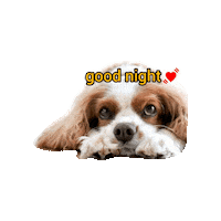 Dogs Puppy Sticker