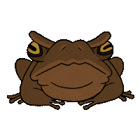 Animation Frog Sticker