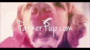 parkerpup golden retriever parkerpup parkerpupcom GIF