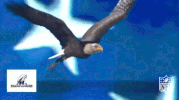philadelphia eagles football GIF by NFL