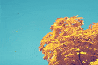 nausocial nauflagstaff GIF