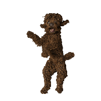 Fun Dancing Sticker by Worcester Bosch