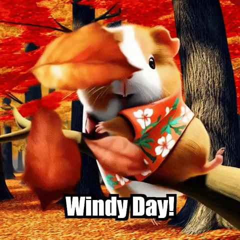 Guinea Pig Autumn GIF by Guinea Gambino