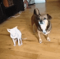 bestfriend GIF