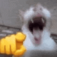 Cat Emoji GIF