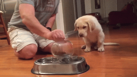 cuteanimalland giphyupload GIF