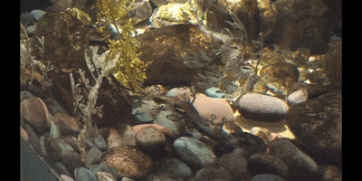 Sea Horse Rocks GIF by DIIMSA Stock