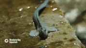jumping leaping blenny GIF by Monterey Bay Aquarium