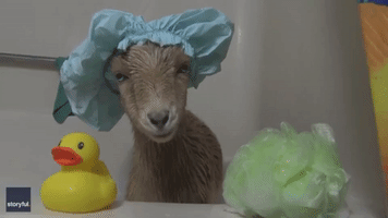 Little Goat Gets Her First Bath