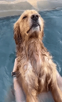 Golden Retriever Relaxes With Pool Massage