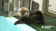 sea otter GIF by Monterey Bay Aquarium